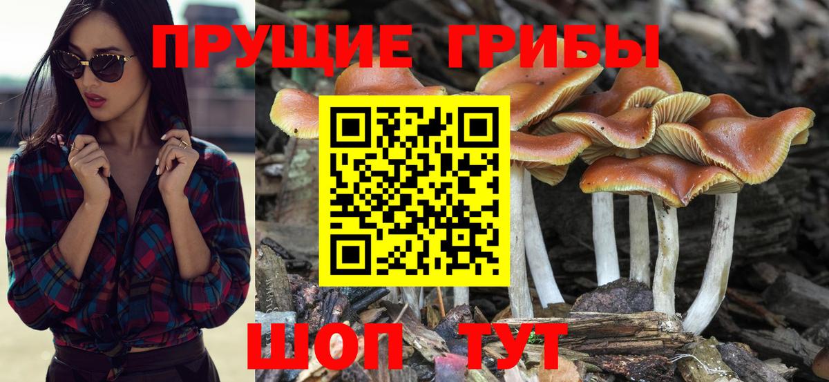 Псилоцибиновые грибы Psilocybe Знаменск